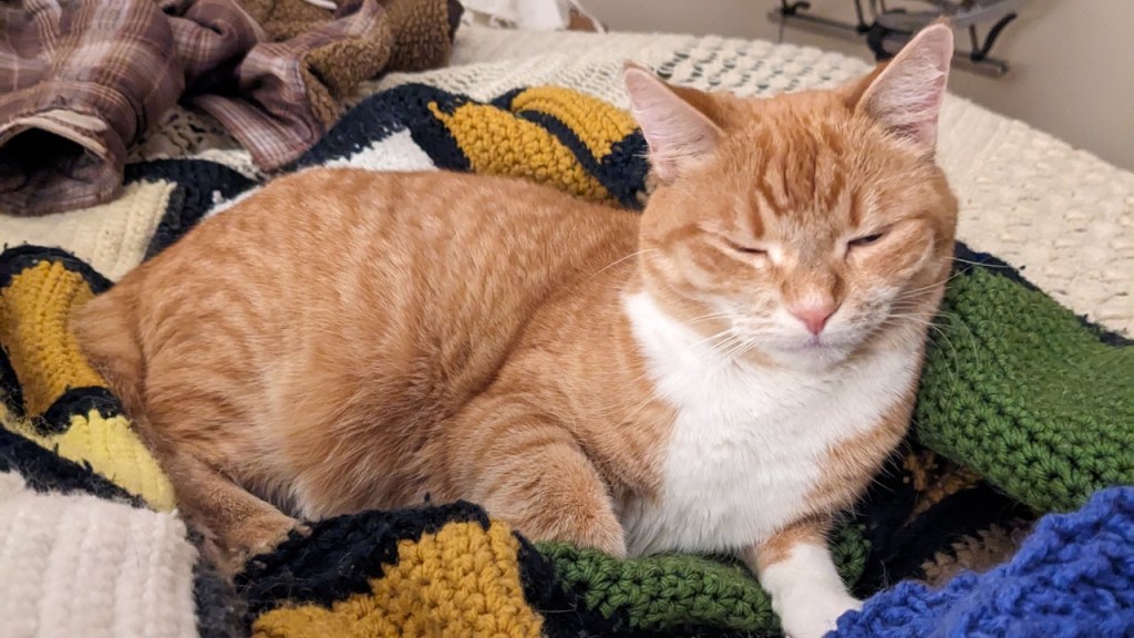 Squirrel’s vet adventure & band practice&nbsp;revelations