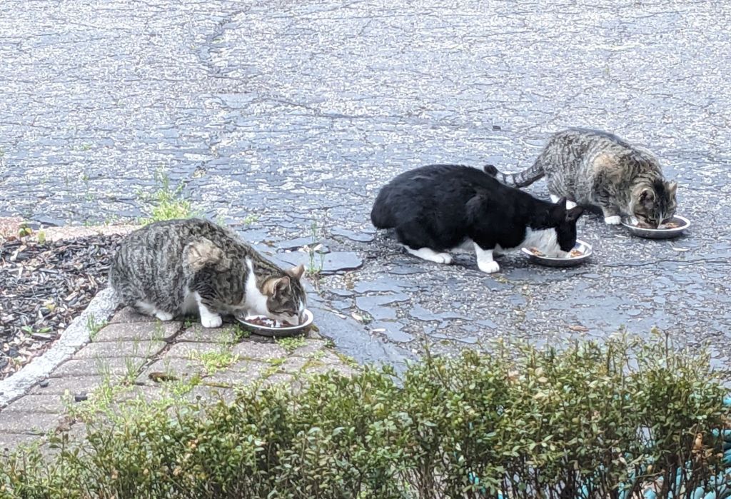 It’s all about the&nbsp;cats