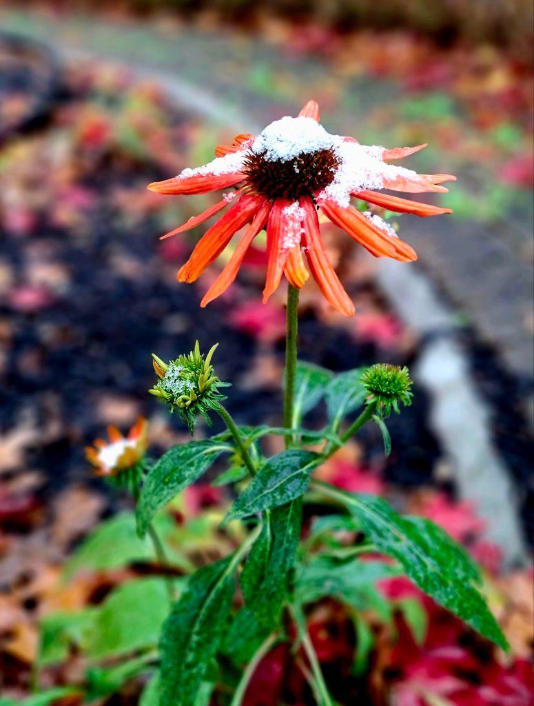 An orange cone flower topped with a cap of snow.