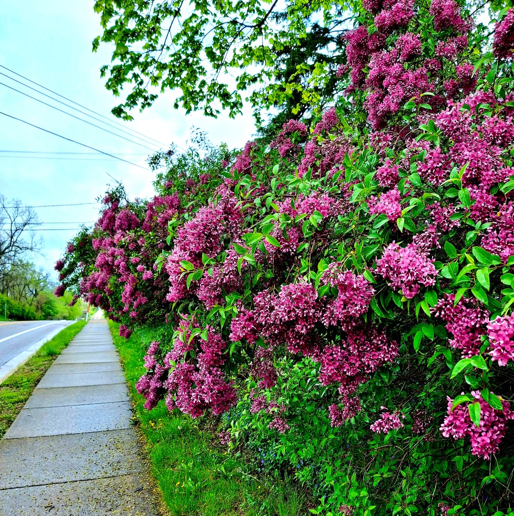 #TankaTuesday Challenge #12 – the&nbsp;hainka